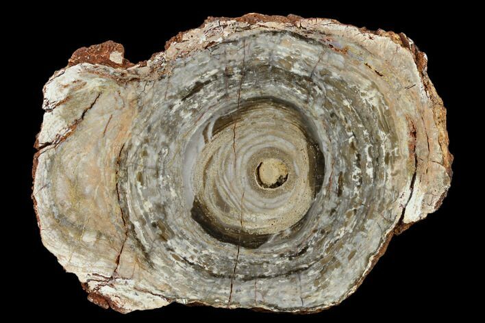 4.5" Polished, Cambrian Stromatolite (Conophyton) - Australia